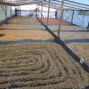 Colombia Finca Monteblanco Pink Bourbon