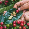 Colombia Finca Monteblanco Pink Bourbon