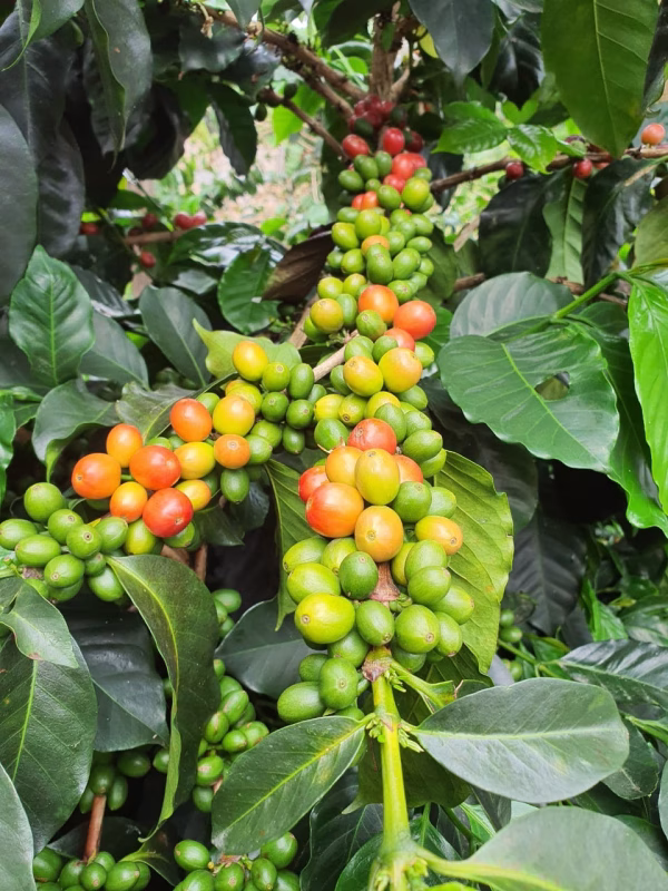 Colombia Finca Monteblanco Pink Bourbon