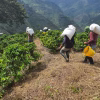 Colombia Finca Monteblanco Pink Bourbon